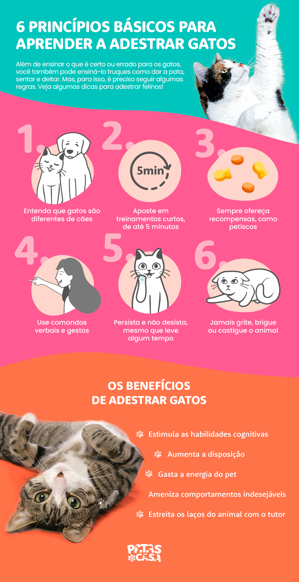 Para adestrar gato corretamente, o tutor deve seguir algumas recomendações