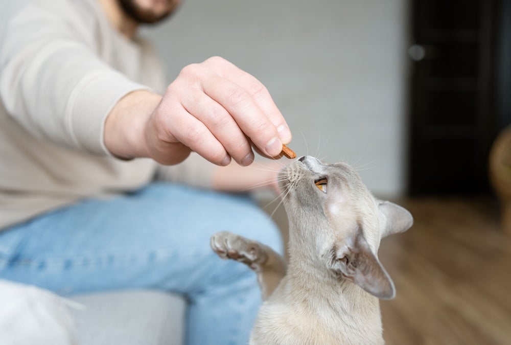 Como adestrar gatos: para ensinar o bichano a dar a pata, é importante usar as recompensas certas
