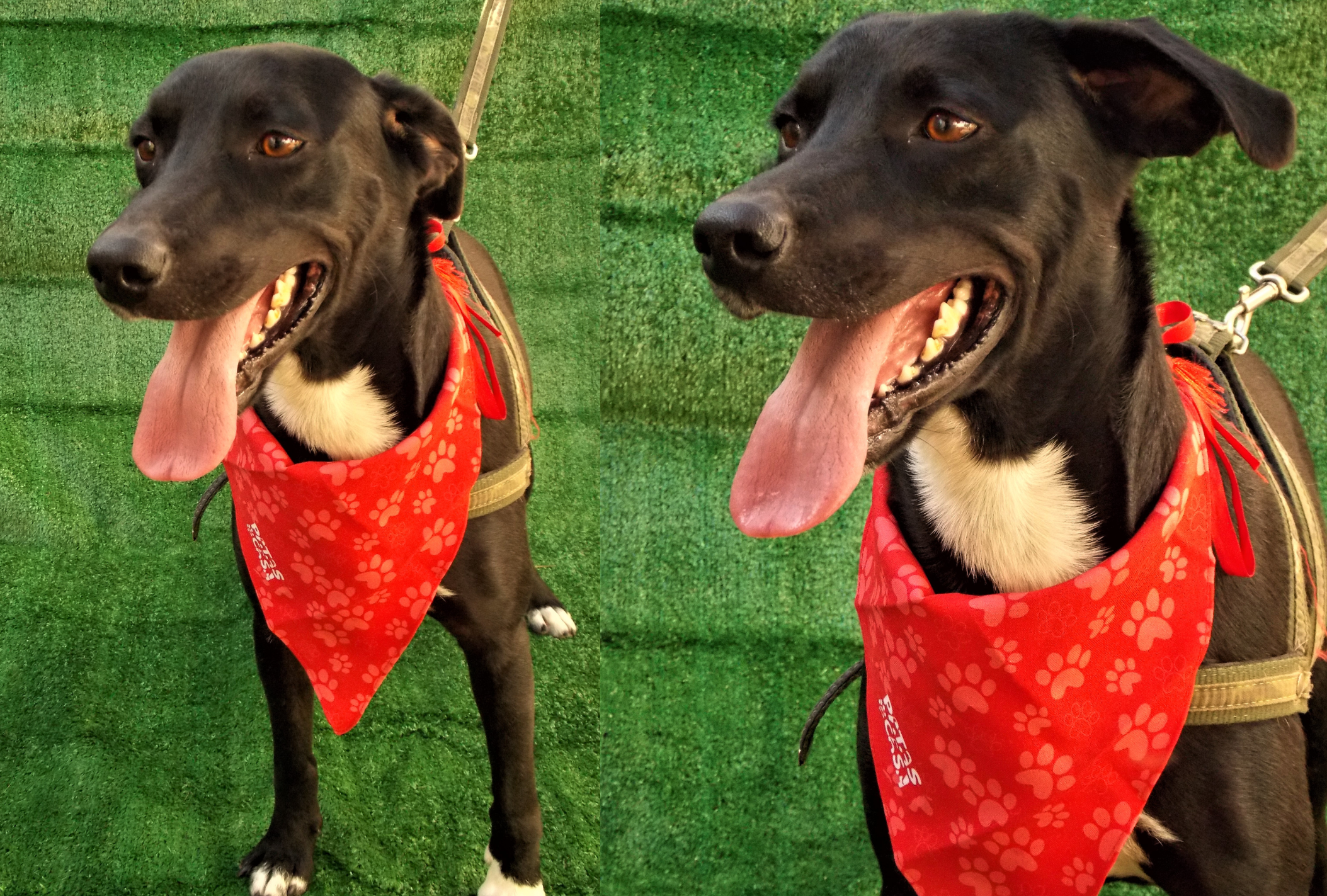 O cachorro preto é menos adotado do que outros cães por terem fama de agressivos (Créditos:  AAANO)