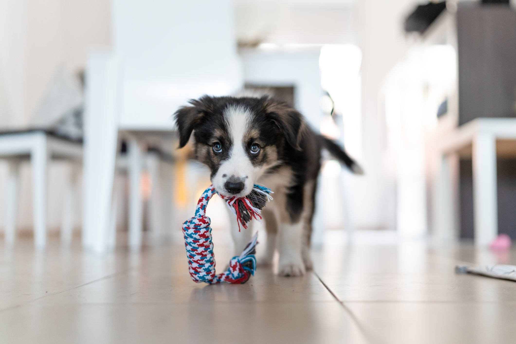 Ao adotar cachorro, você também deve comprar alguns brinquedos para o pet