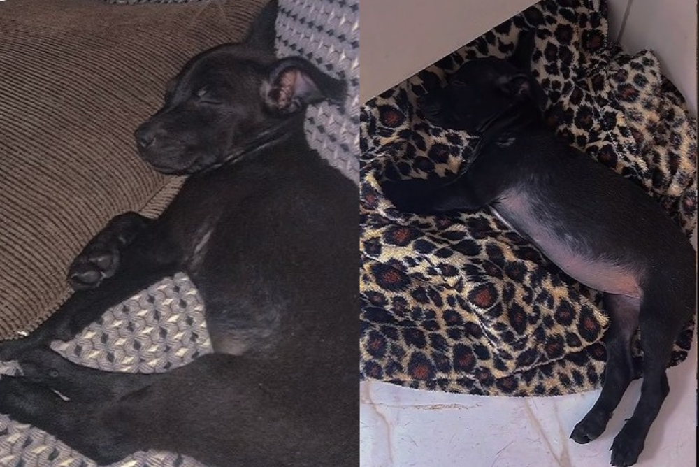 Adotar cachorro é uma decisão que exige muita responsabilidade e comprometimento