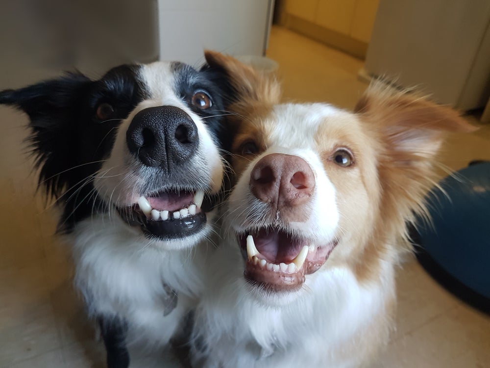 Ao adotar cachorro pela segunda vez, é importante saber como acostumar os dois pets. 