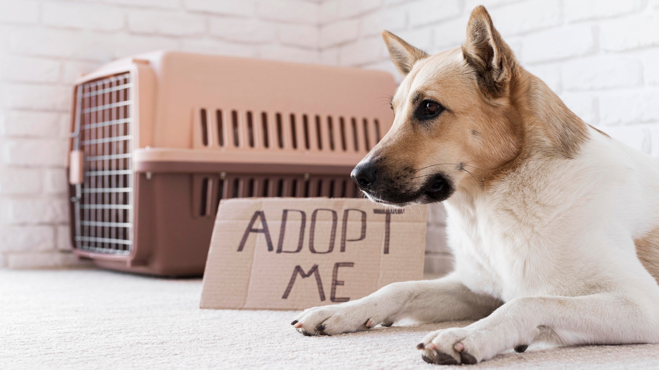 Adotar gato ou cachorro é uma decisão importante e que deve ser examinada com cuidado