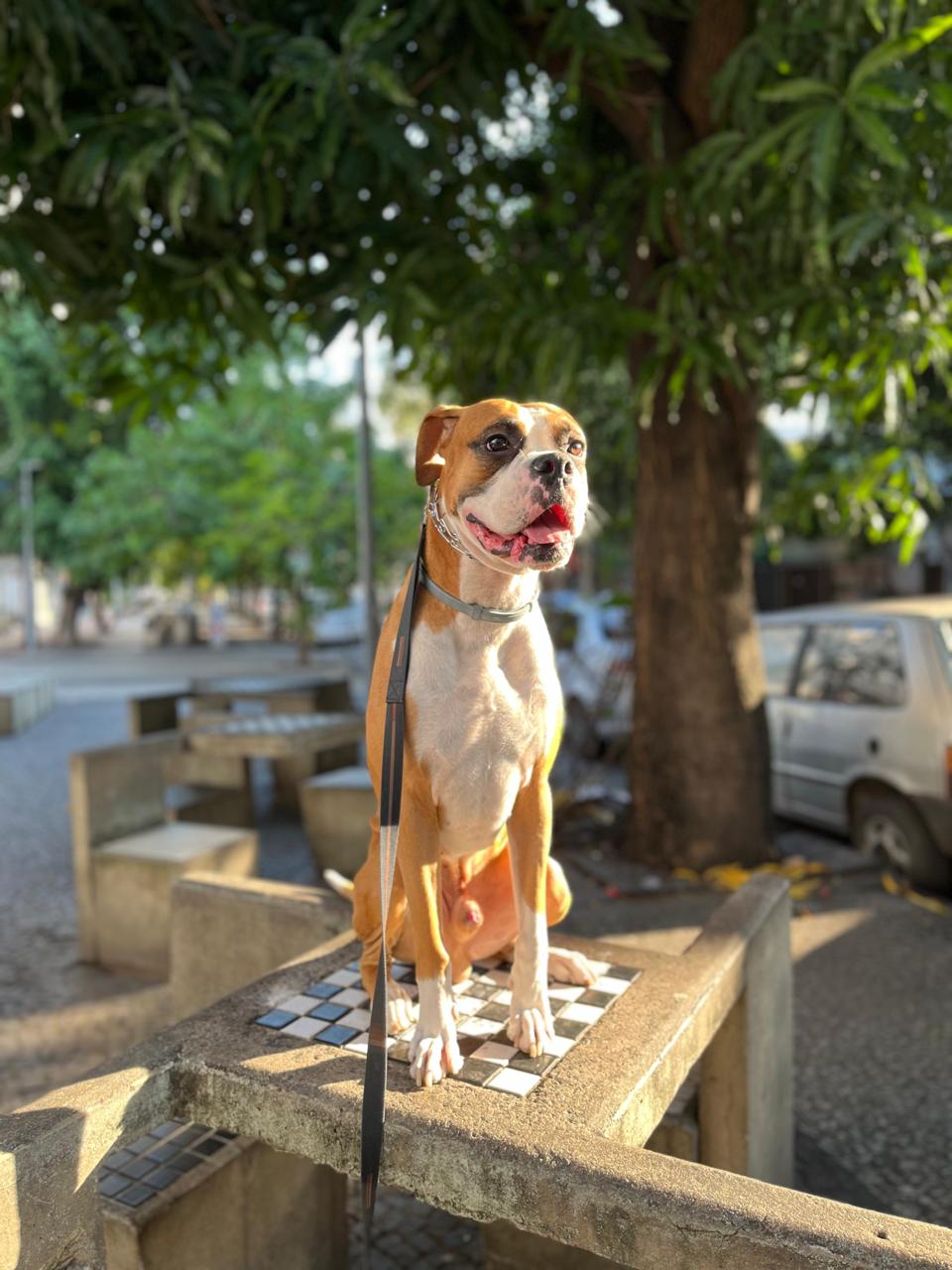 O Bruce é um Boxer cheio de energia e que come bastante