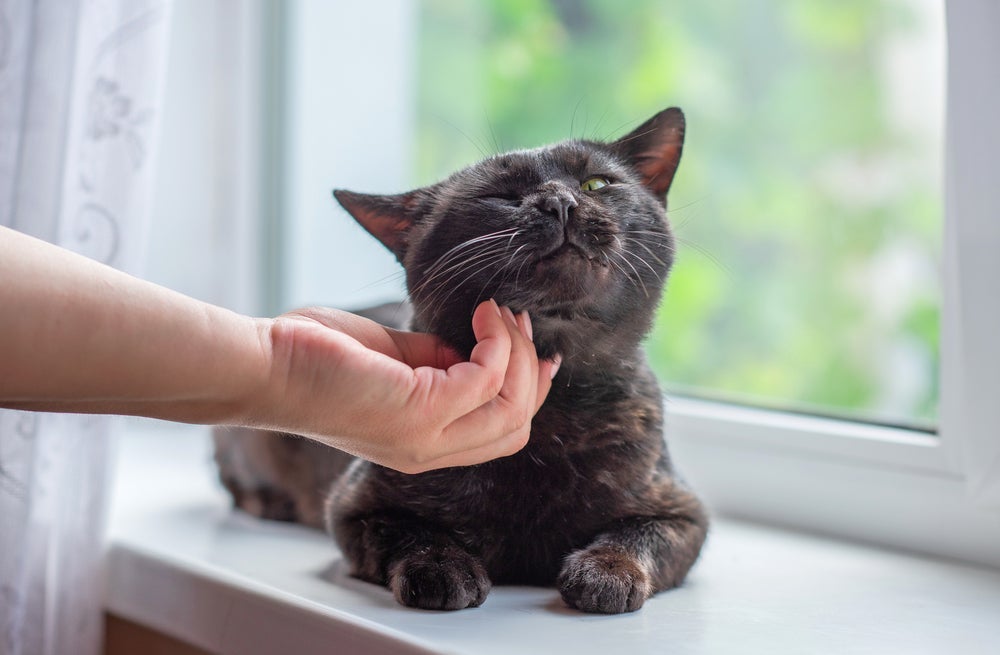 Gato filhote é cheio de energia e demanda mais atenção. Leve isso em consideração na hora de adotar um.