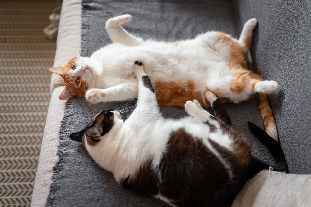 Adotar gatos: ter mais de um felino em casa traz benefícios para os animais. 