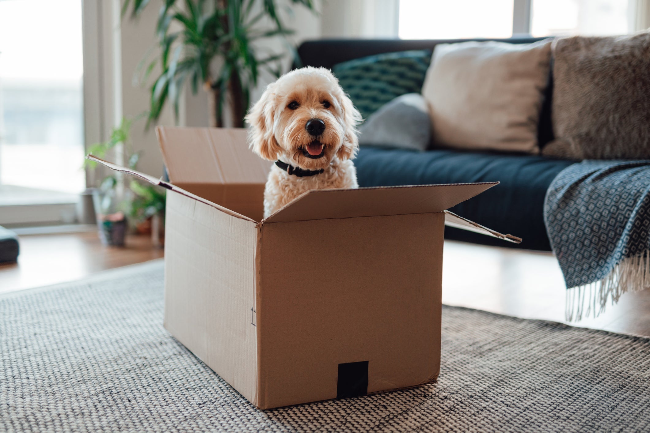 Independente de adotar ou comprar um cachorro, o importante é mudar para melhor a vida dele e buscar sempre um lugar confiável