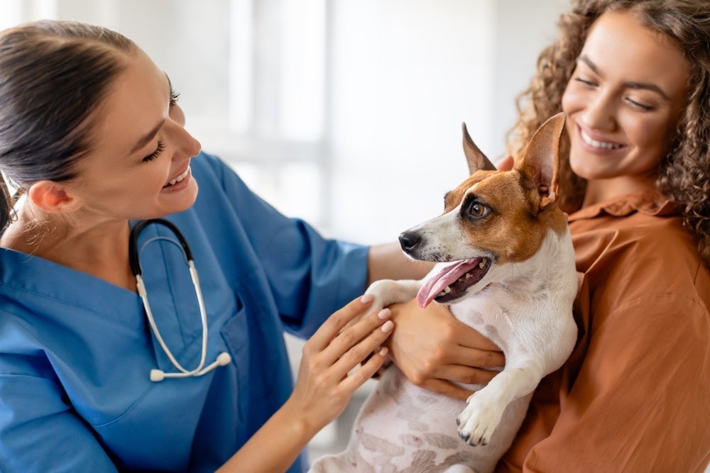 Depois de adotar um cachorro, um profissional precisa examiná-lo