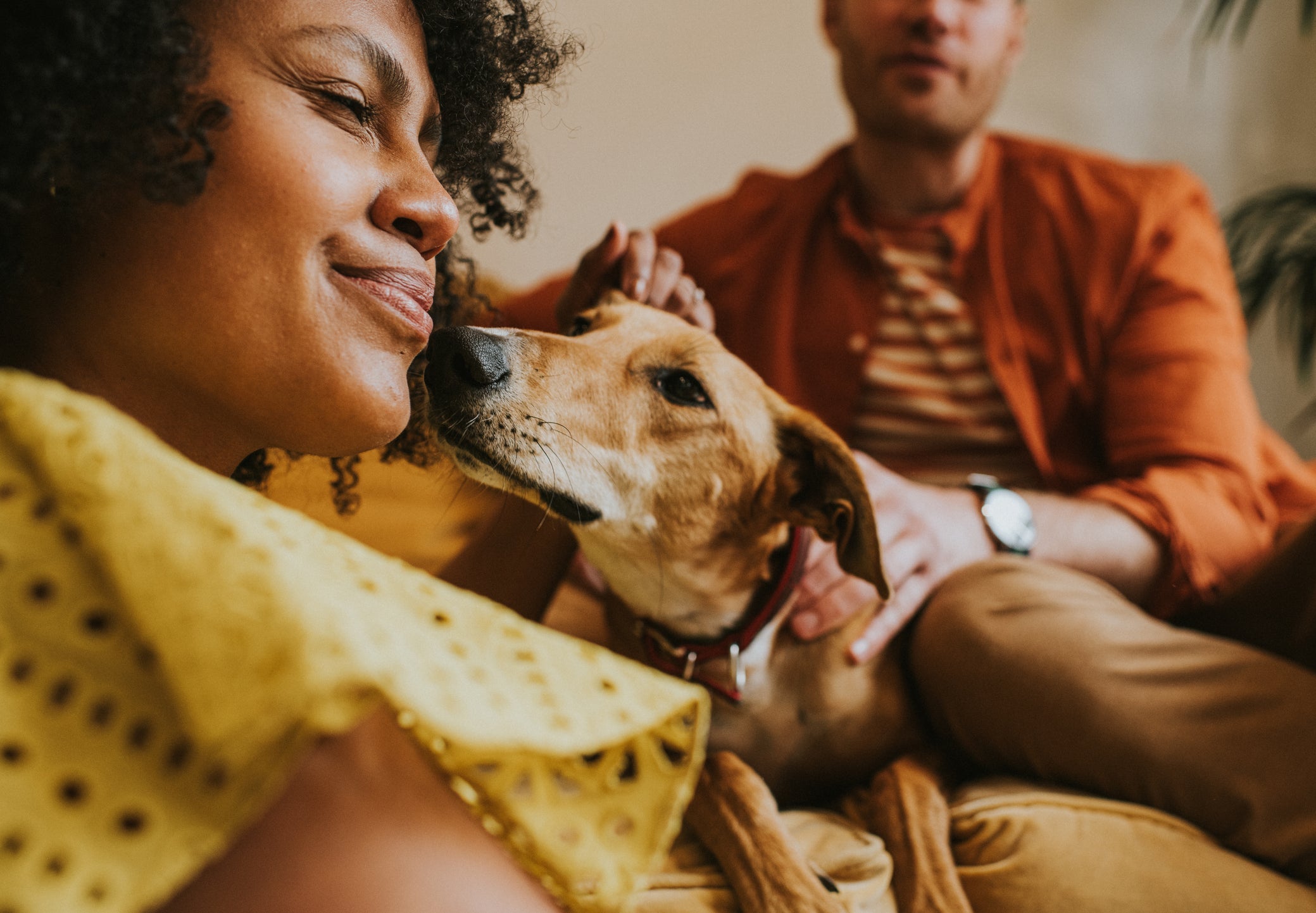 Adotar cachorro mais velho requer alguns cuidados