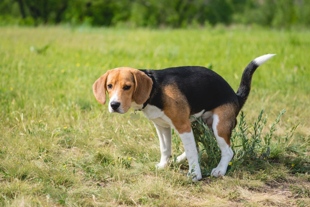  Os cachorros utilizam o campo magnético da Terra para marcar território