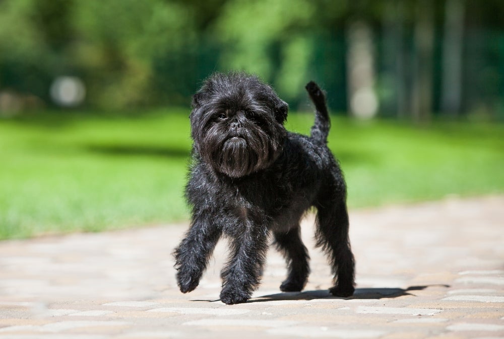 O Affenpinscher é uma das raças de cachorro de porte pequeno com baixa expectativa de vida