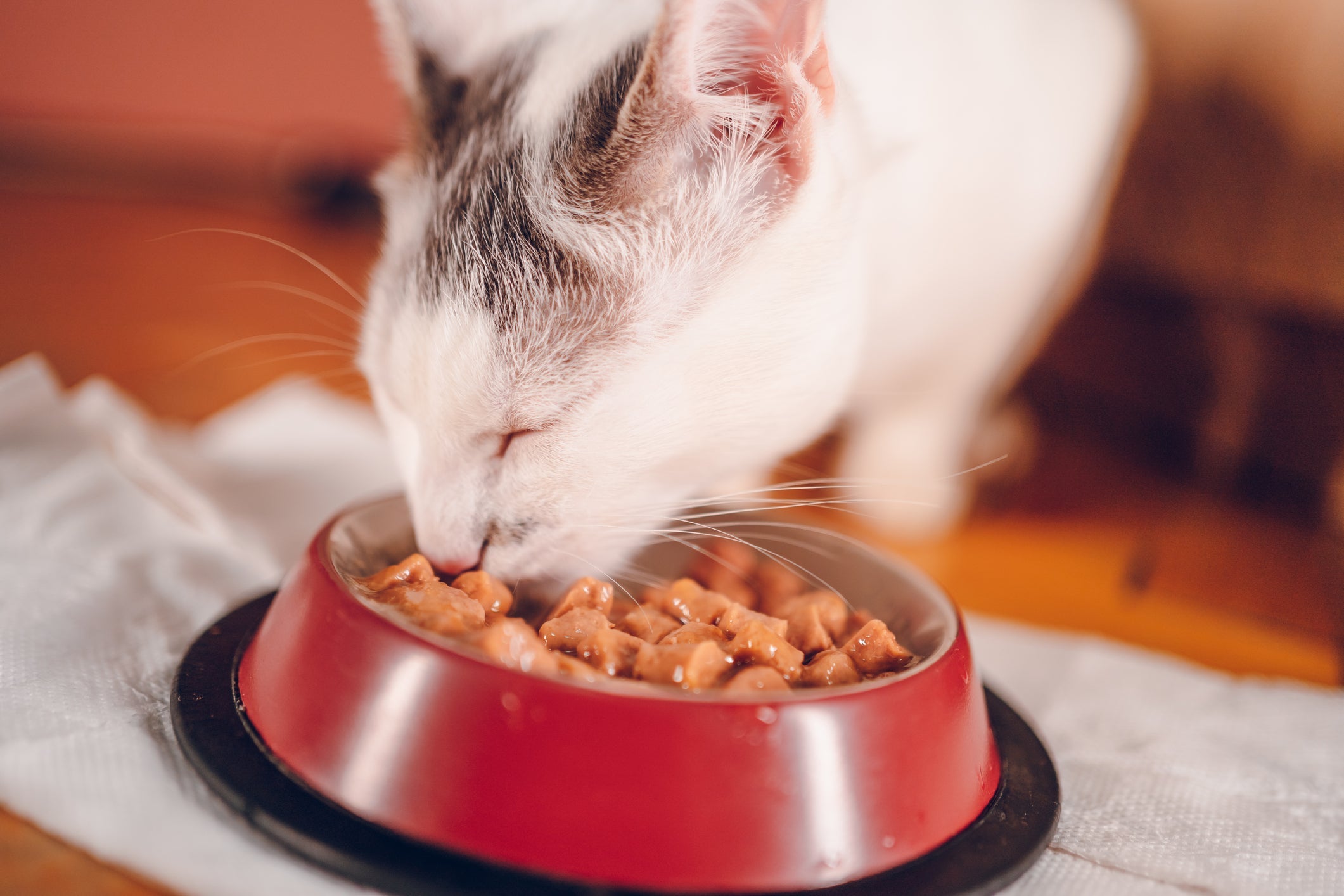 Adicionar água ao sachê estimula ainda mais a hidratação diária do gato, prevenindo problemas renais