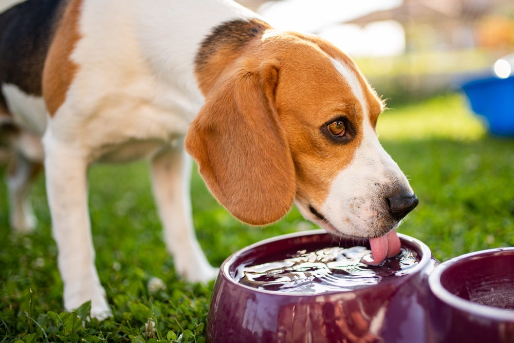 Cachorro que bebe muita água ou pouca pode indicar problemas de saúde