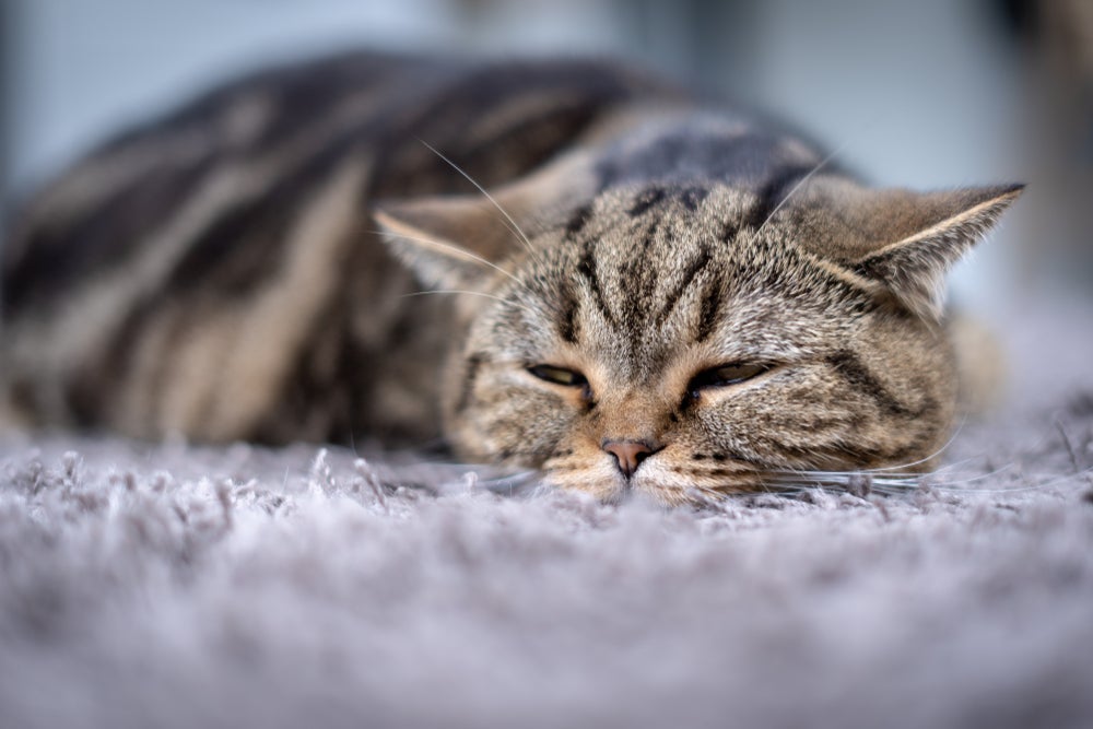 A FIV em gatos não tem cura