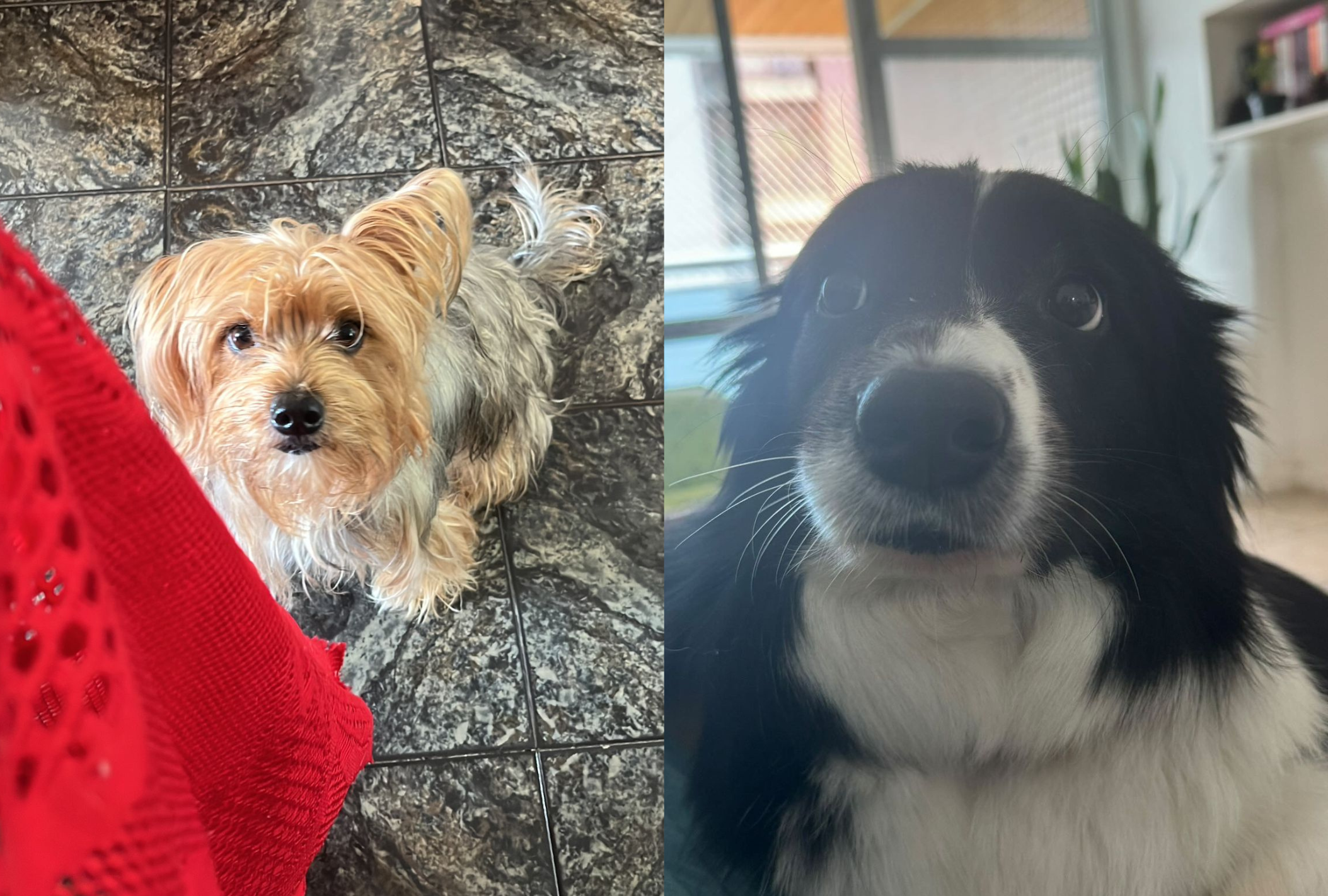 Do lado esquerdo, a Yorkshire Aika; do lado direito, a Border Collie Pepper