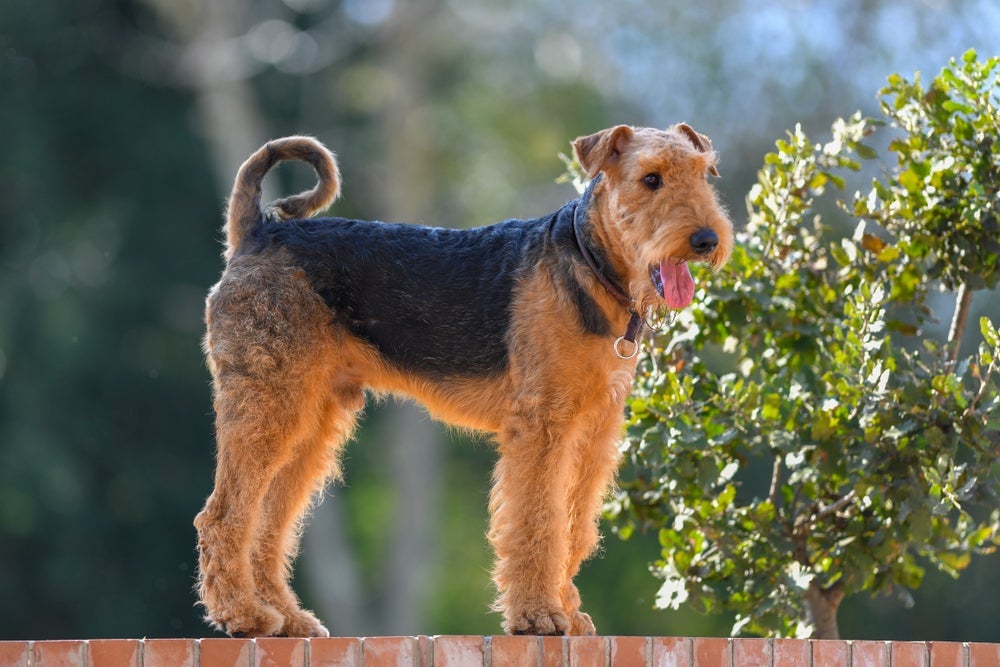 O Airedale Terrier filhote pode ser encontrado por preços a partir de R$ 3 mil