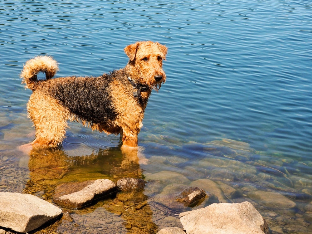 O pelo do Airedale Terrier é à prova d’água