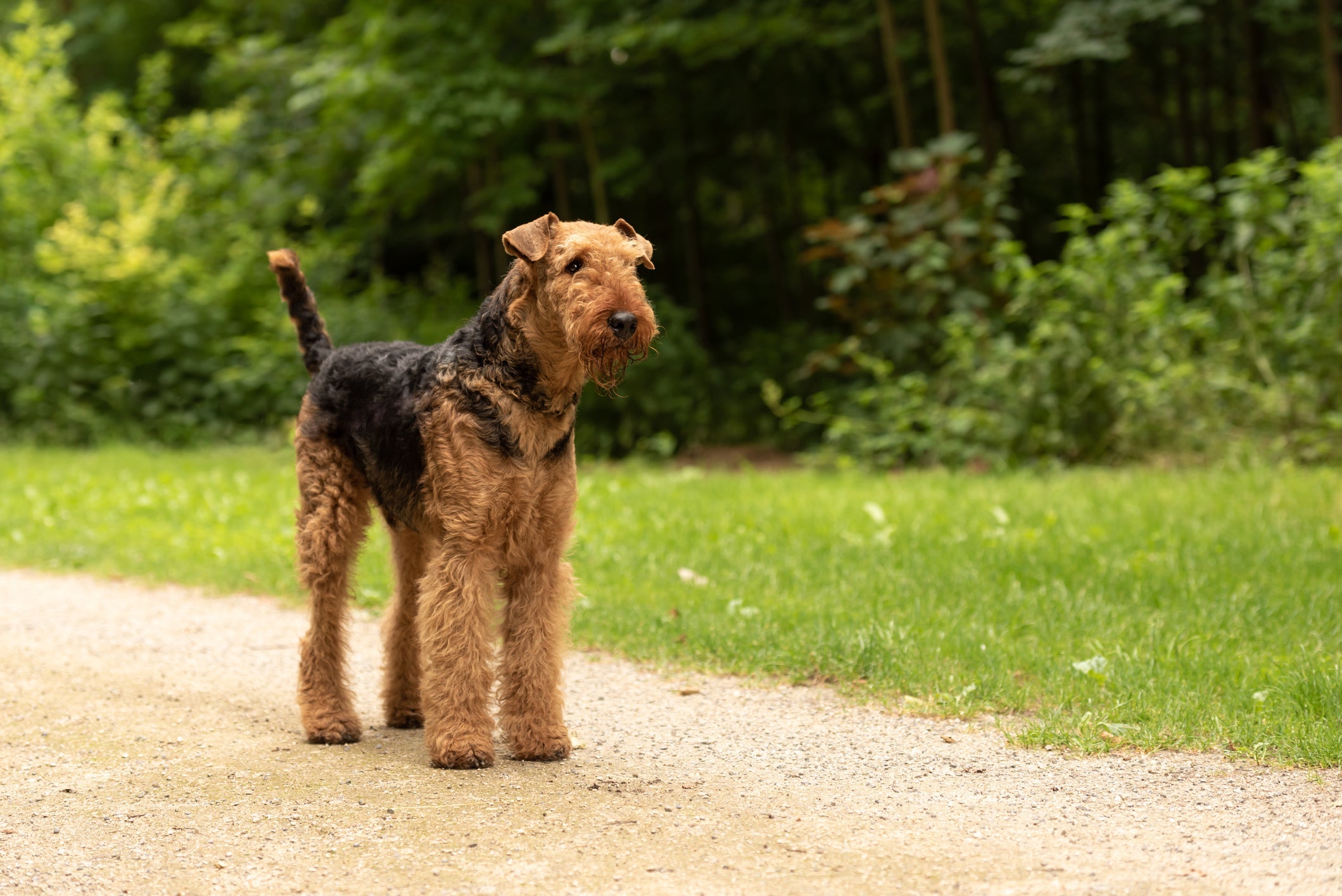 Cachorros Terriers: o Airedale Terrier é o maior cão do grupo e tem um corpo ligeiramente alongado