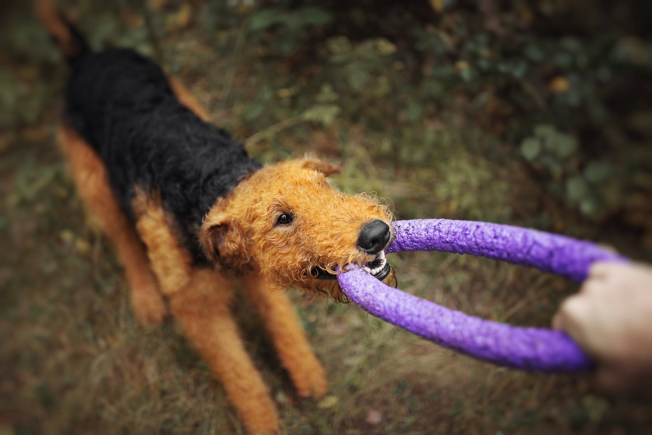 Airedale Terrier filhote: socialização e adestramento são indicados nessa fase da vida
