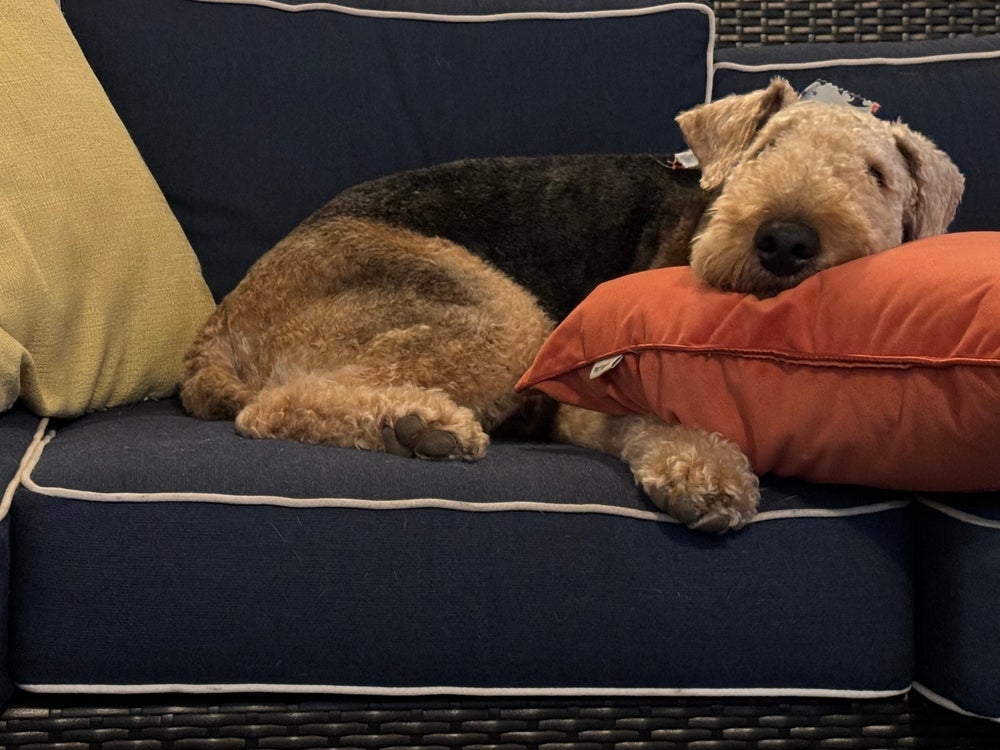 O Airedale Terrier é uma das raças de cachorro mais teimosas