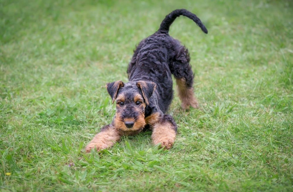 O Airedale Terrier se adapta bem a diferentes modalidades esportivas.
