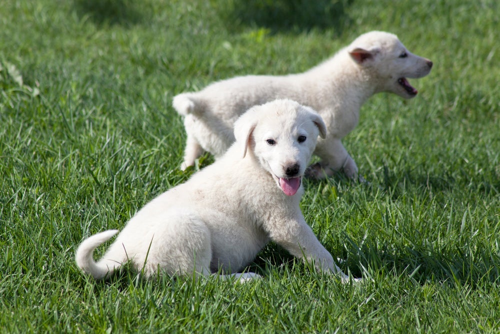 O cachorro branco de raça Akbash é um ótimo cão de guarda