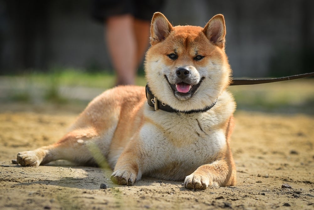 O Akita é um cachorro super independente