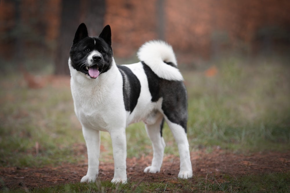 American Akita pode ter várias cores, acompanhadas ou não de máscaras e manchas brancas