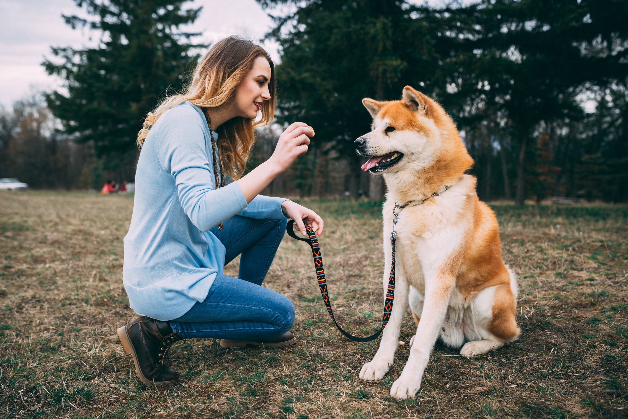 O Akita tem uma personalidade calma e equilbrada
