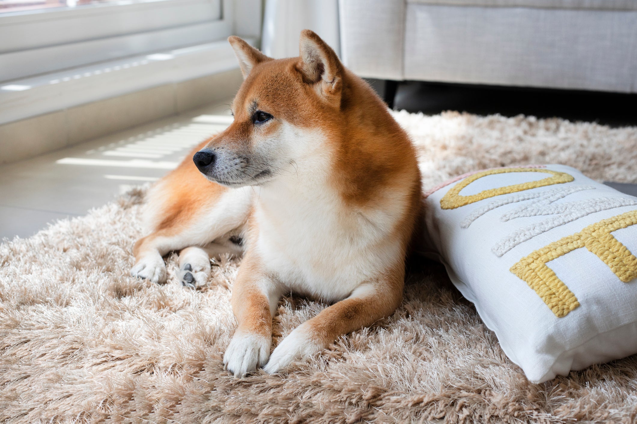 Uma das raças de cachorro mais independentes é o Akita