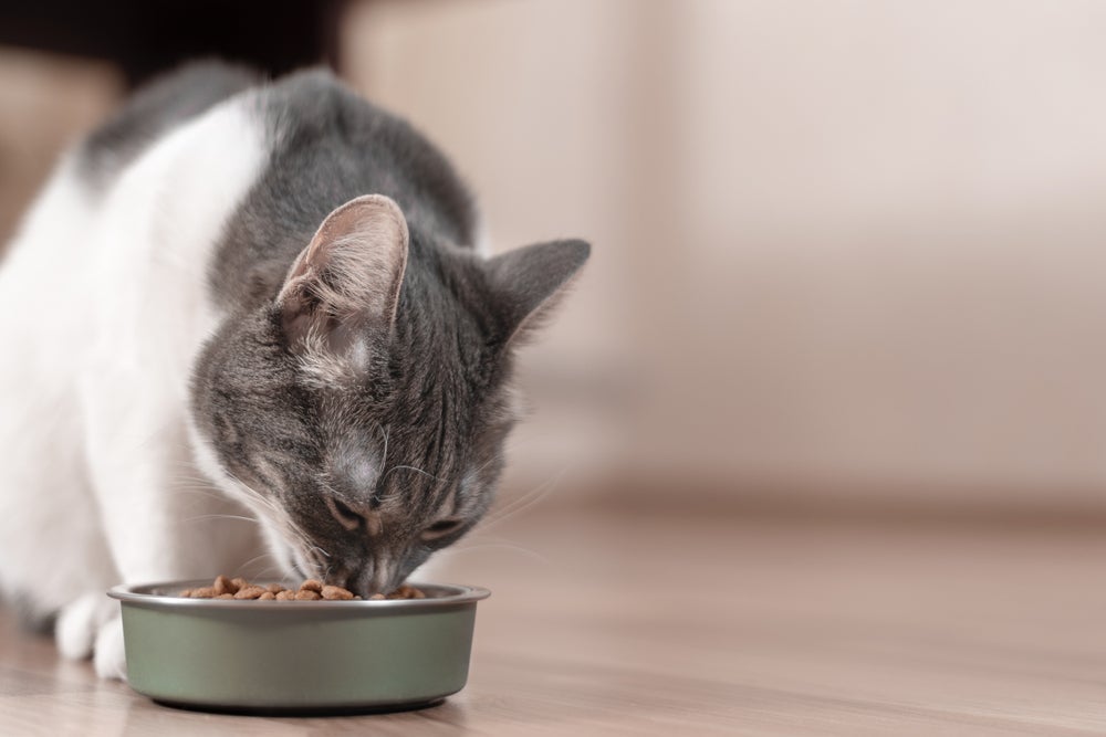 Para acabar com a alergia a gato, cuidar da alimentação felina também é muito importante