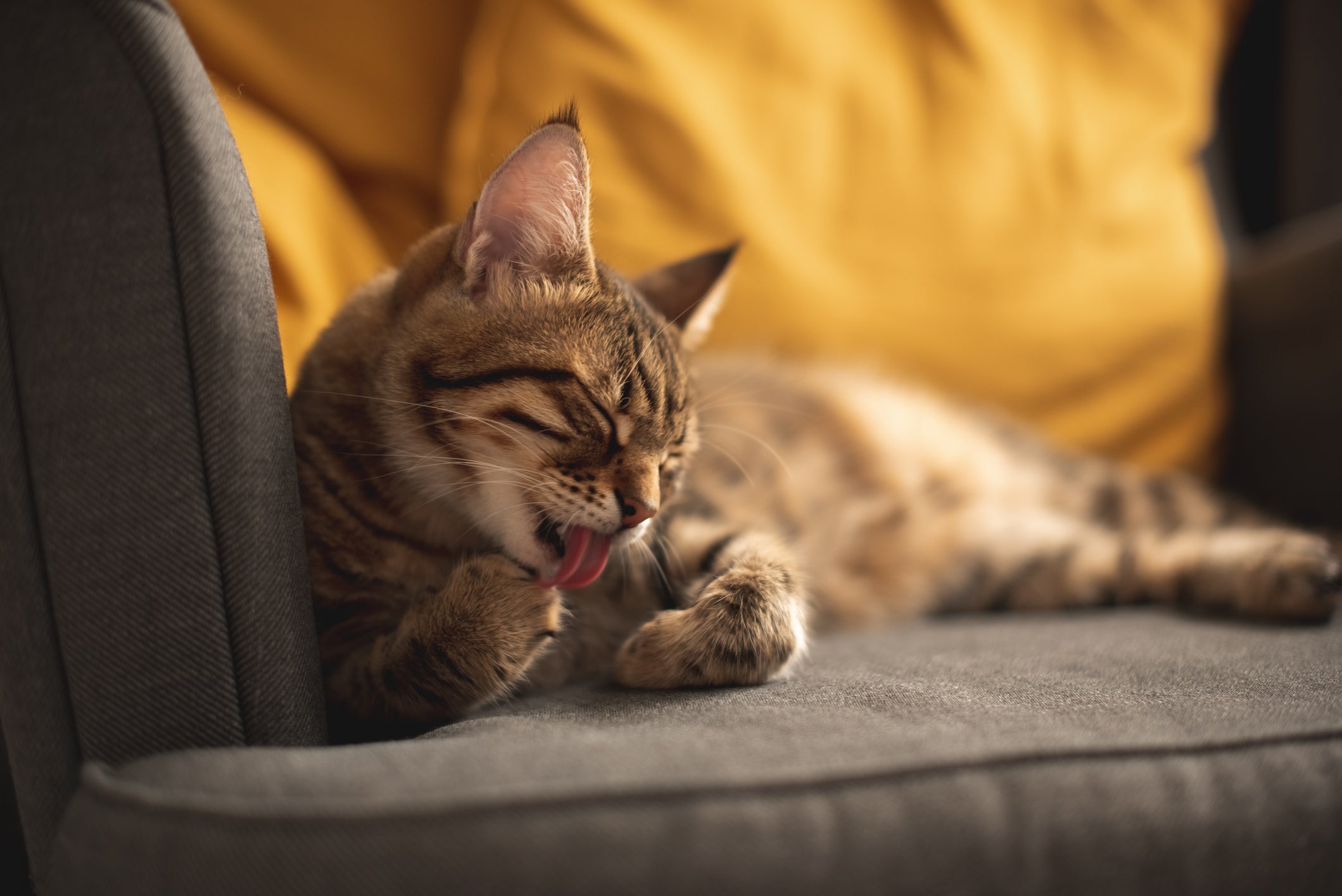 Alergia a pelo de gato acontece por causa de substância espalhada na pelagem