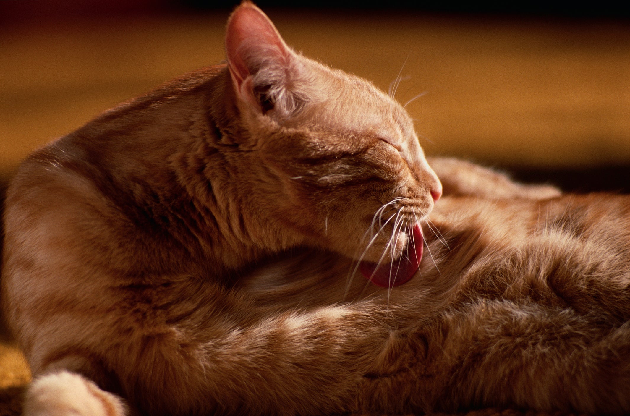 A alergia a gatos acontece por causa de uma substância que é espalhada na pelagem