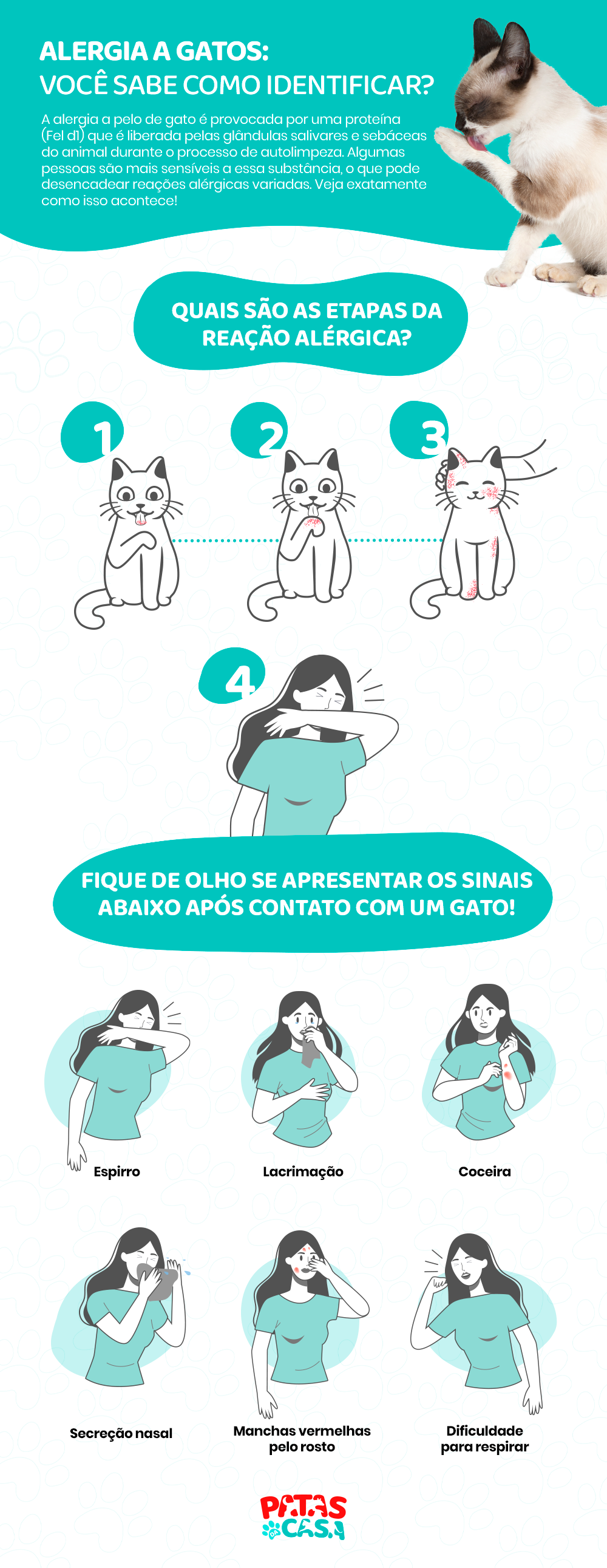Alergia a gatos: saiba como e por que esse problema acontece