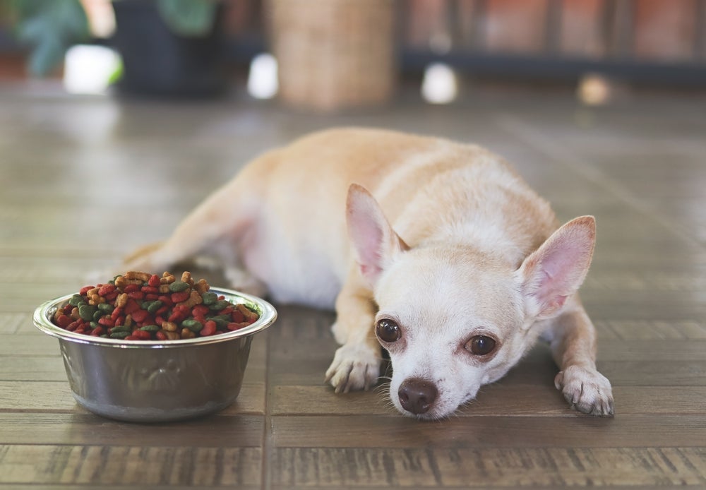 Percebeu algum sintoma gastrointestinal no cachorro? Procure um veterinário o quanto antes!