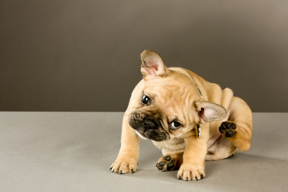 A alergia em cães é muito comum em cães de raças como Bulldog, Pug, Golden Retriever e Yorkshire