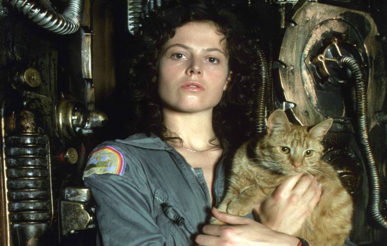 O gato laranja Jones tem importante função em "O Alien" (Créditos: Divulgação)