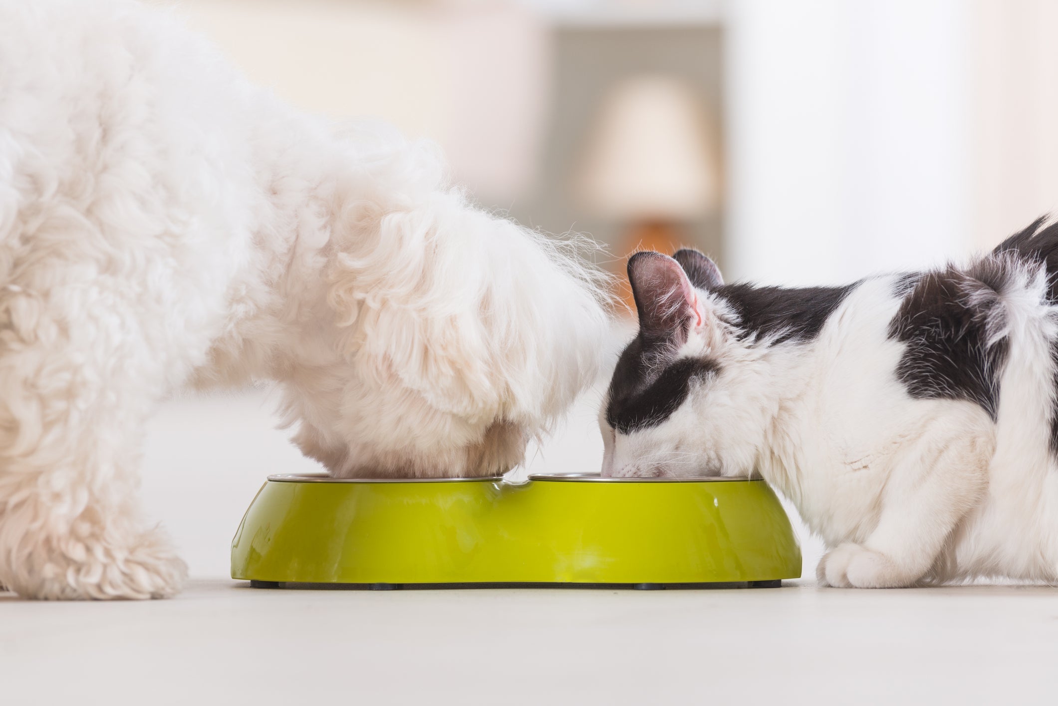 A alimentação dos gatos e a dos cachorros deve proporcionar nutrientes específicos para cada espécie