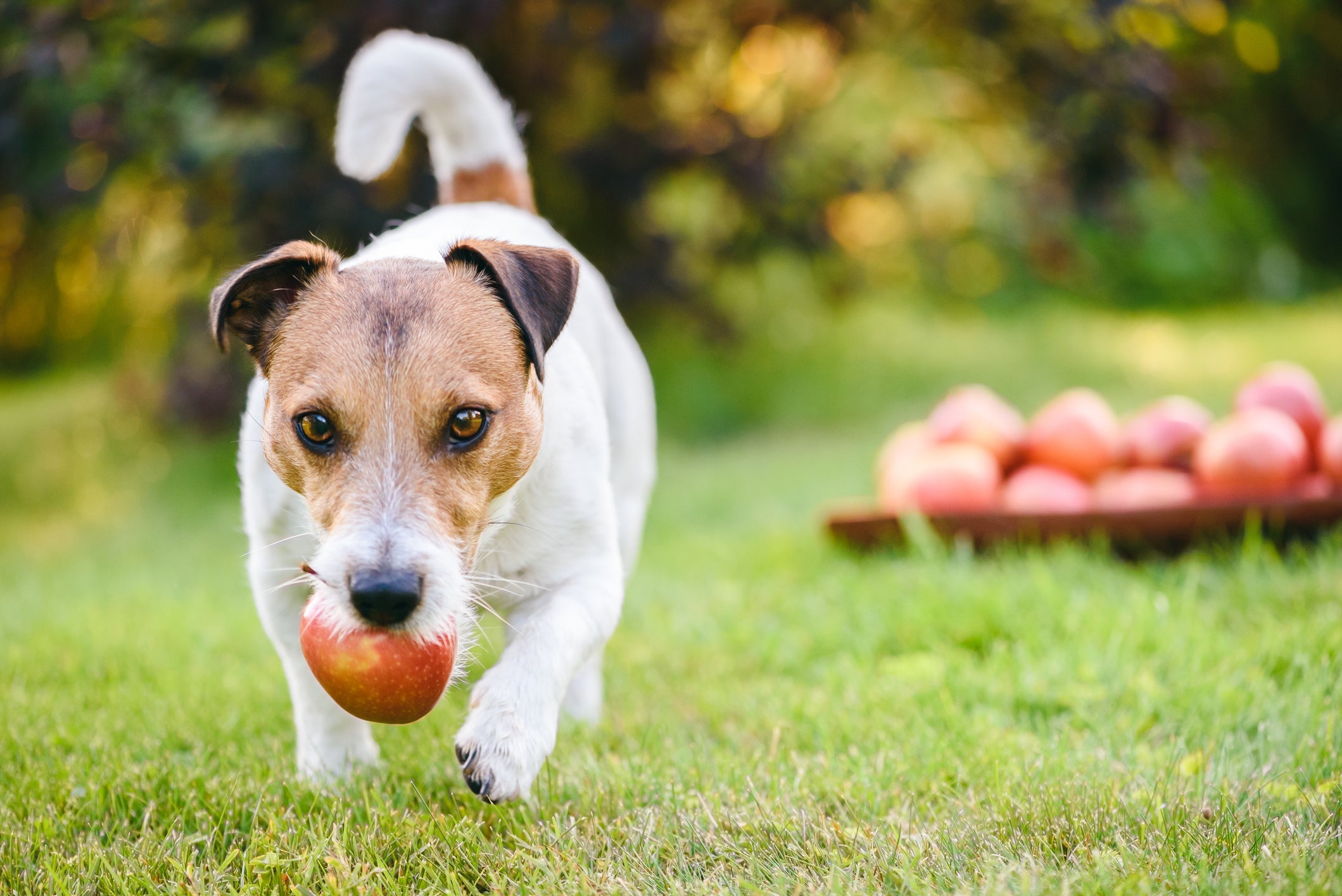 Cachorro come fruta, mas nem todas podem fazer parte da dieta dele