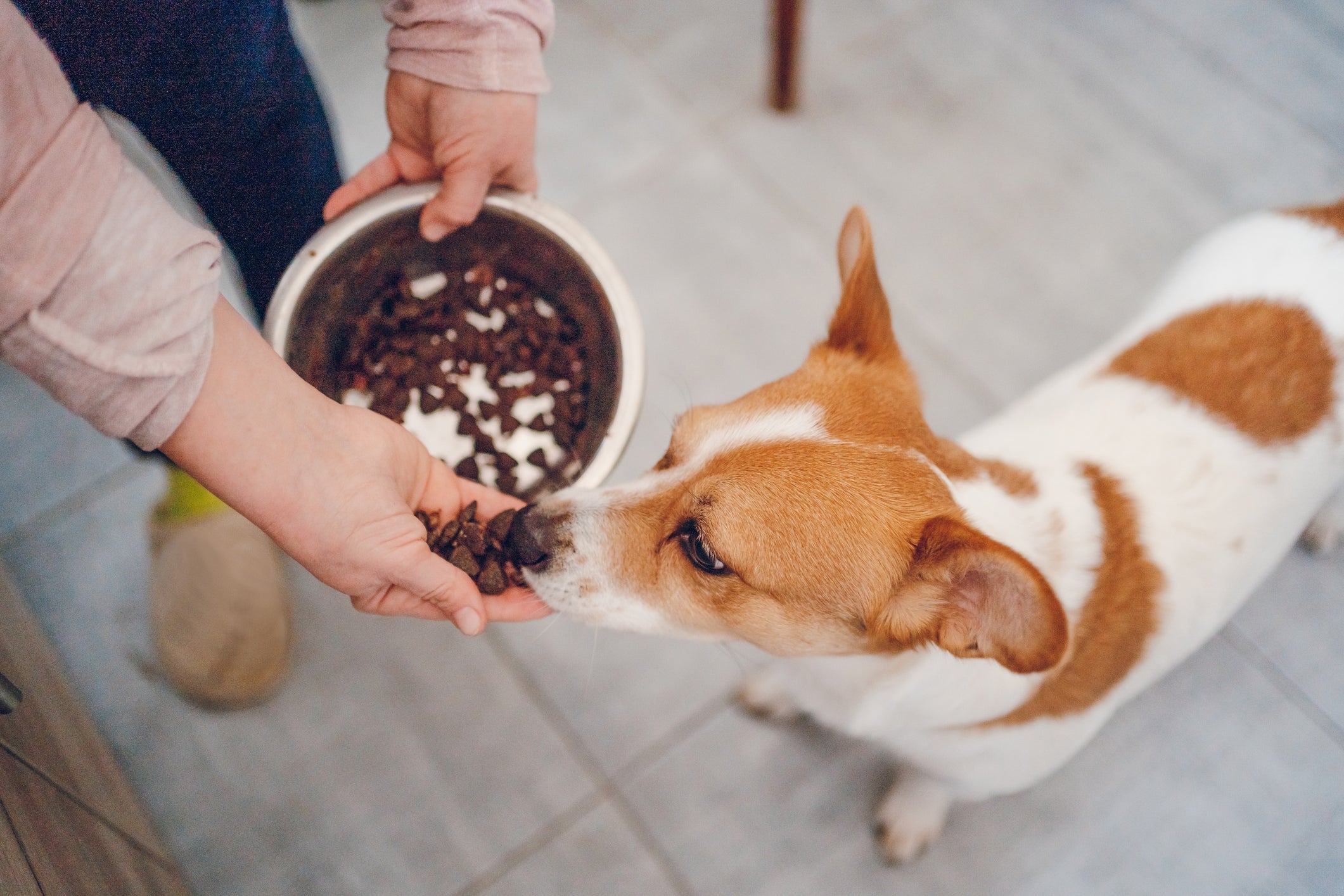 O ideal é que o cachorro receba uma alimentação mais controlada após a castração para evitar o ganho de peso