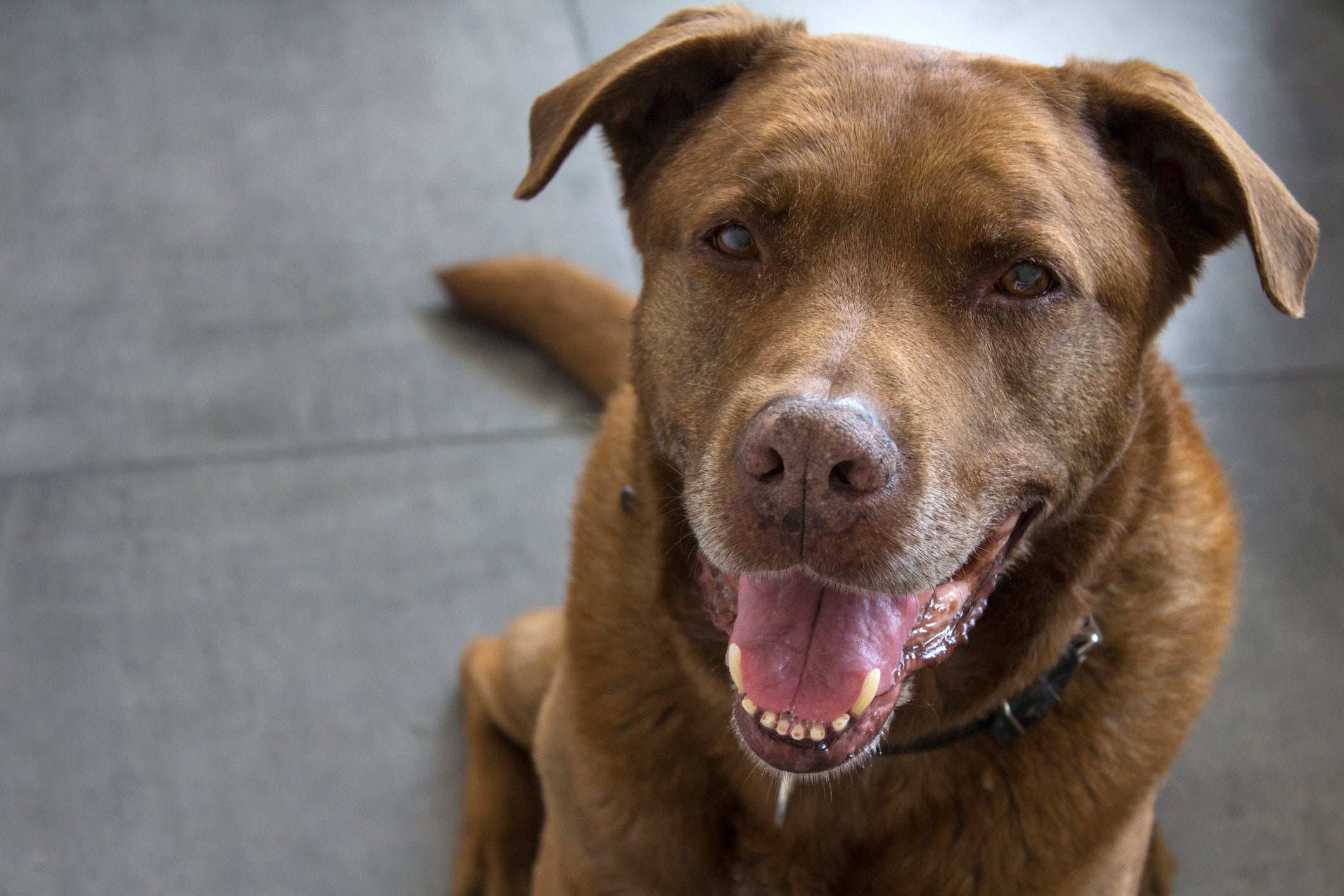 Rações específicas para cães idosos ajudam a prevenir doenças e aumentam a expectativa de vida do pet