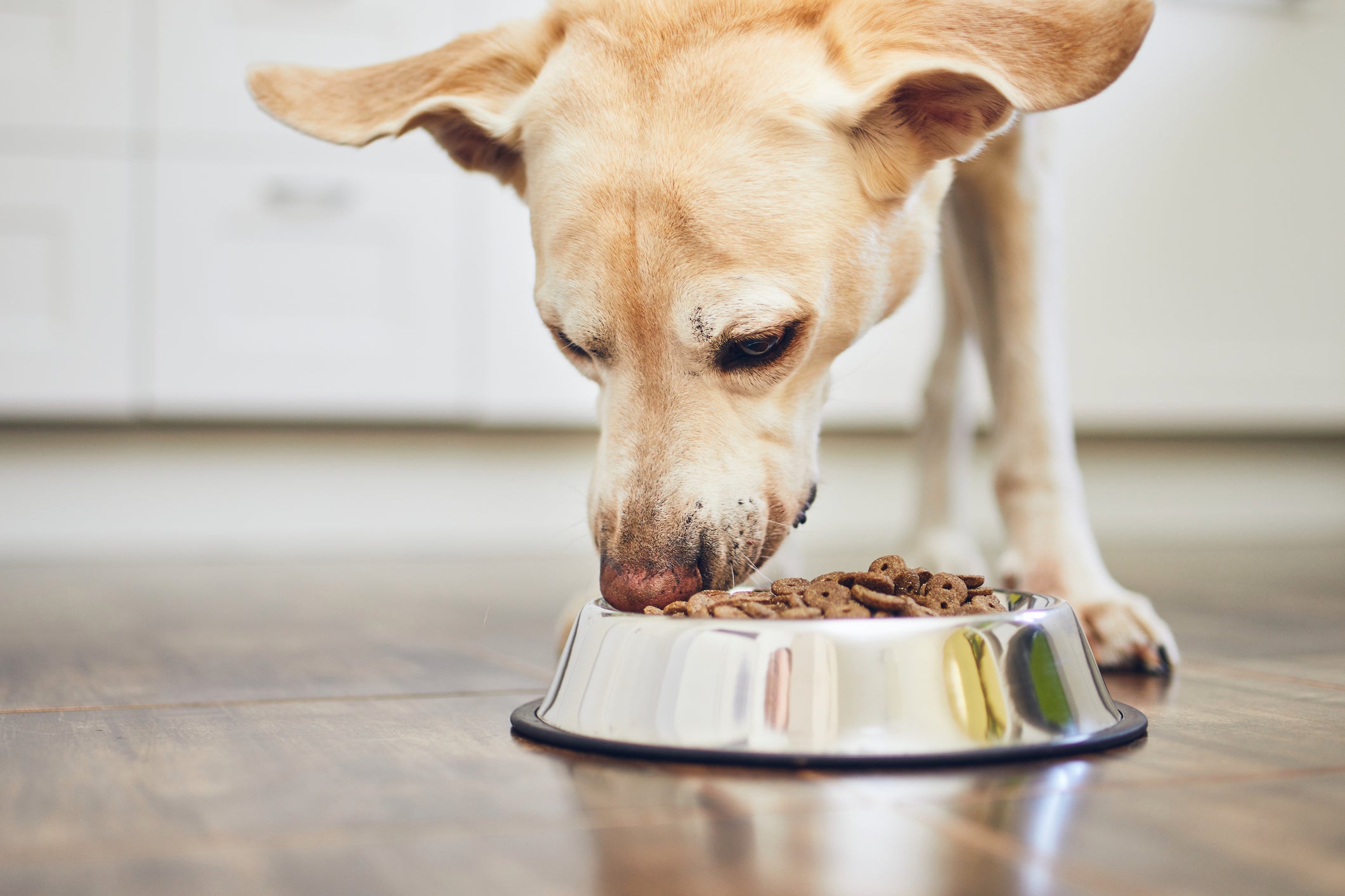 O cachorro com dor de barriga precisa de uma dieta de fácil digestão