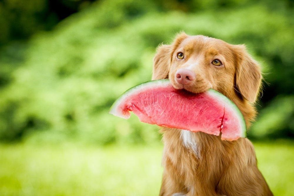 O cachorro pode comer frutas, legumes e verduras, desde que esses alimentos sejam oferecidos de forma moderada