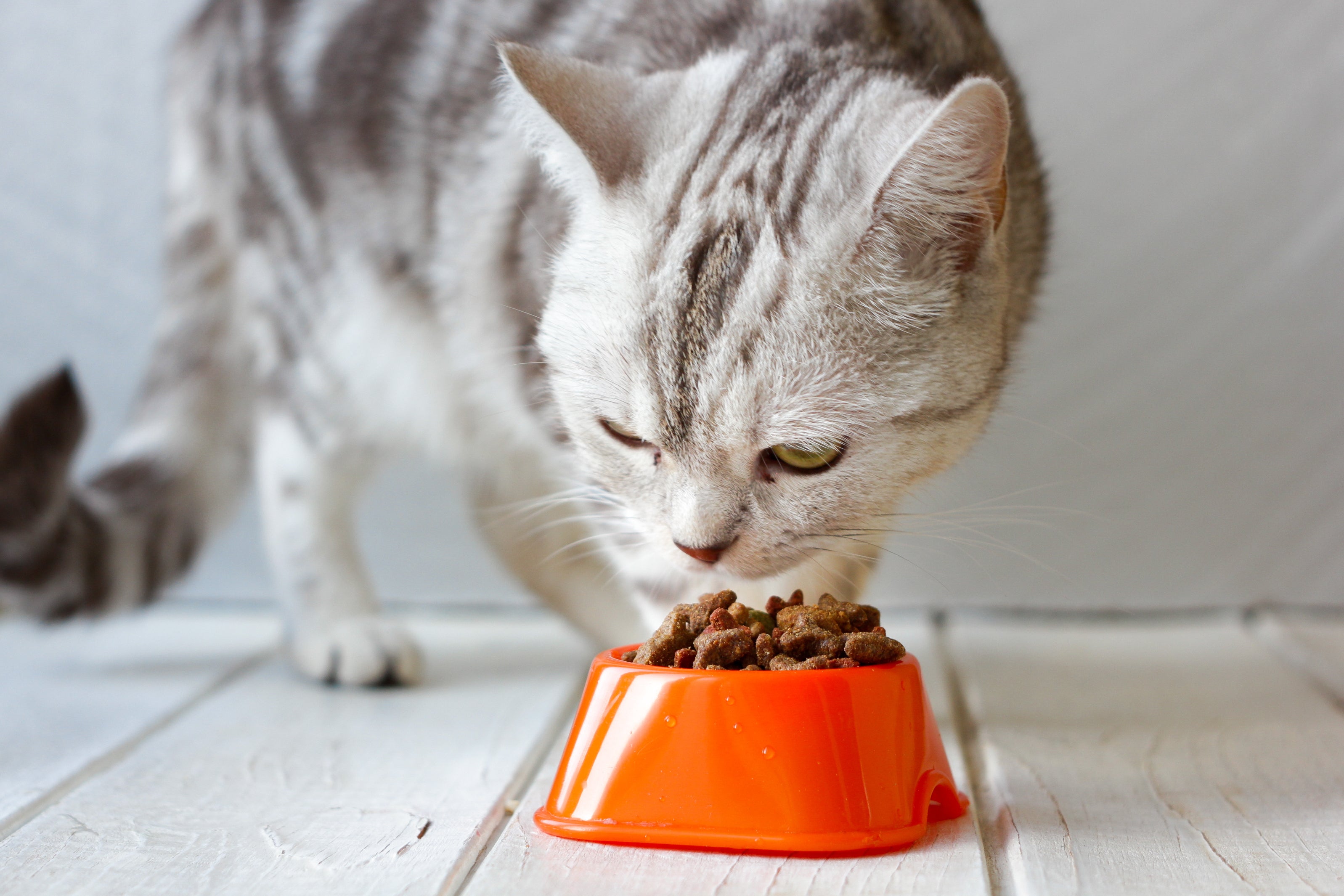 A ração super premium para gatos idosos possui todas as substâncias necessárias para a qualidade de vida do animal