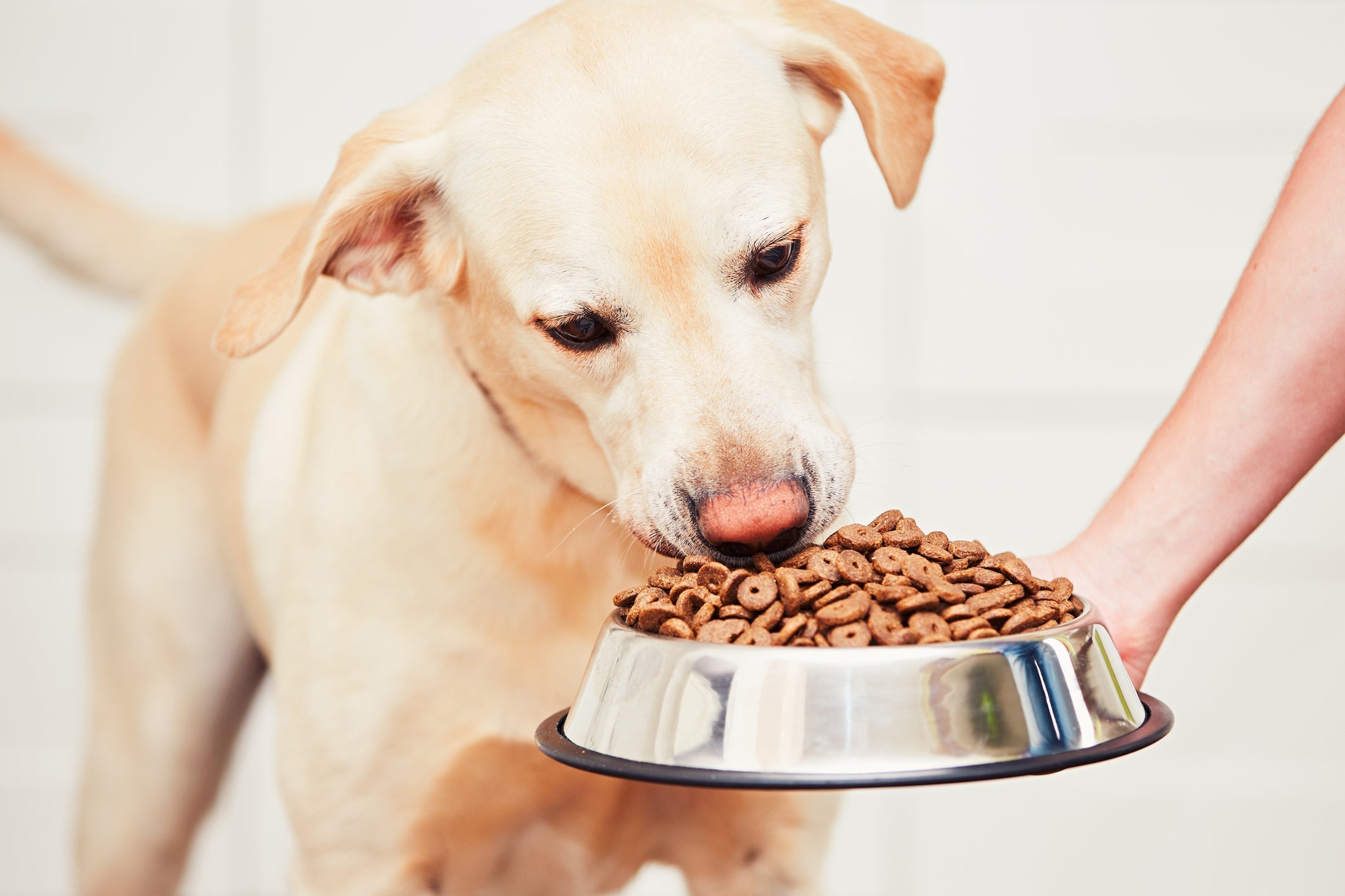 A alimentação do cachorro interfere bastante na aparência e saúde dos pelos