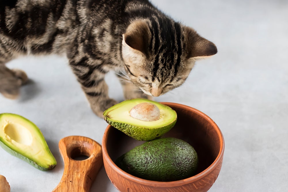 O abacate possui uma substância chamada persina que é tóxica para o gato