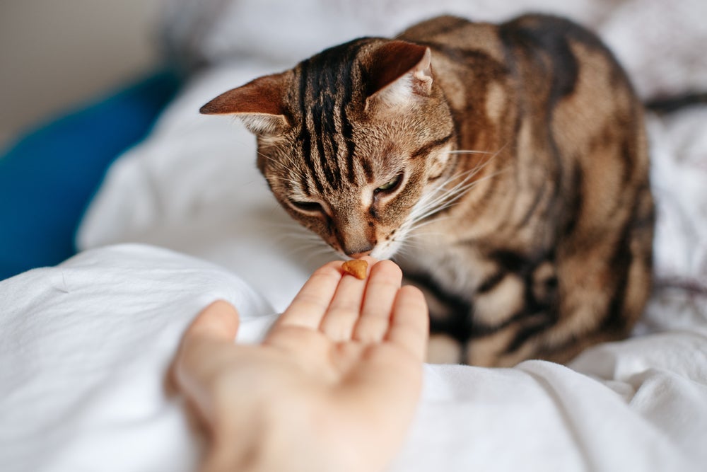 Os petiscos para gatos devem ser oferecidos de maneira consciente e moderada