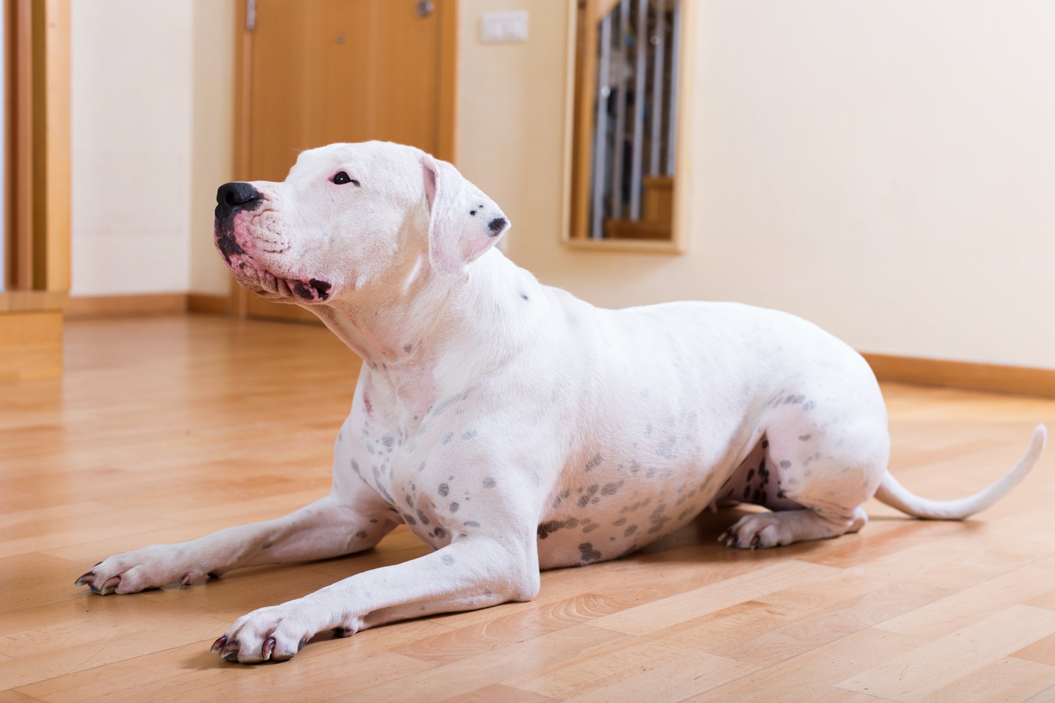O Dogo Argentino tem pelagem branca bem curta que favorece alergias e outros problemas de pele