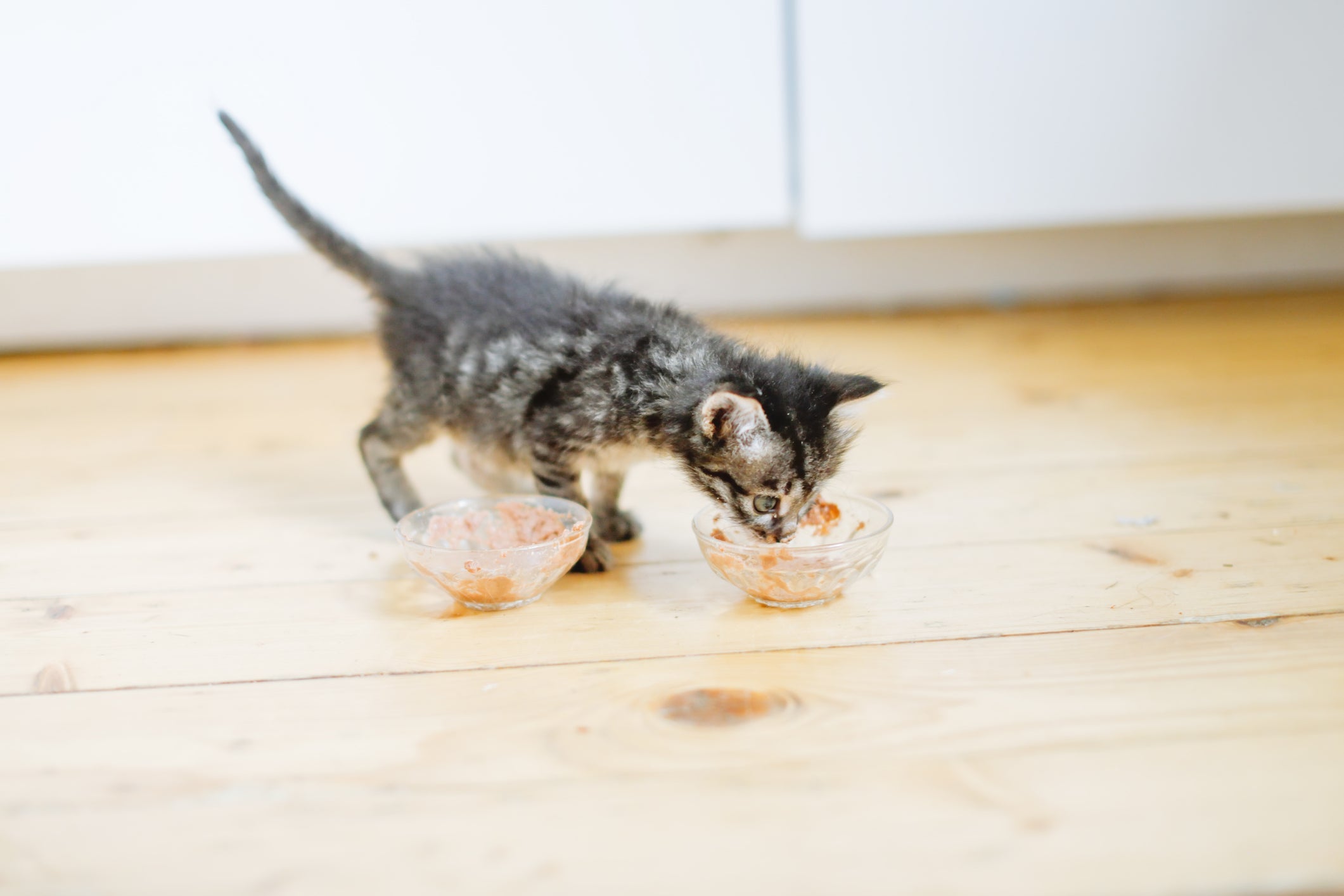 Ração para gato filhote deve ser específica para a faixa etária do animal