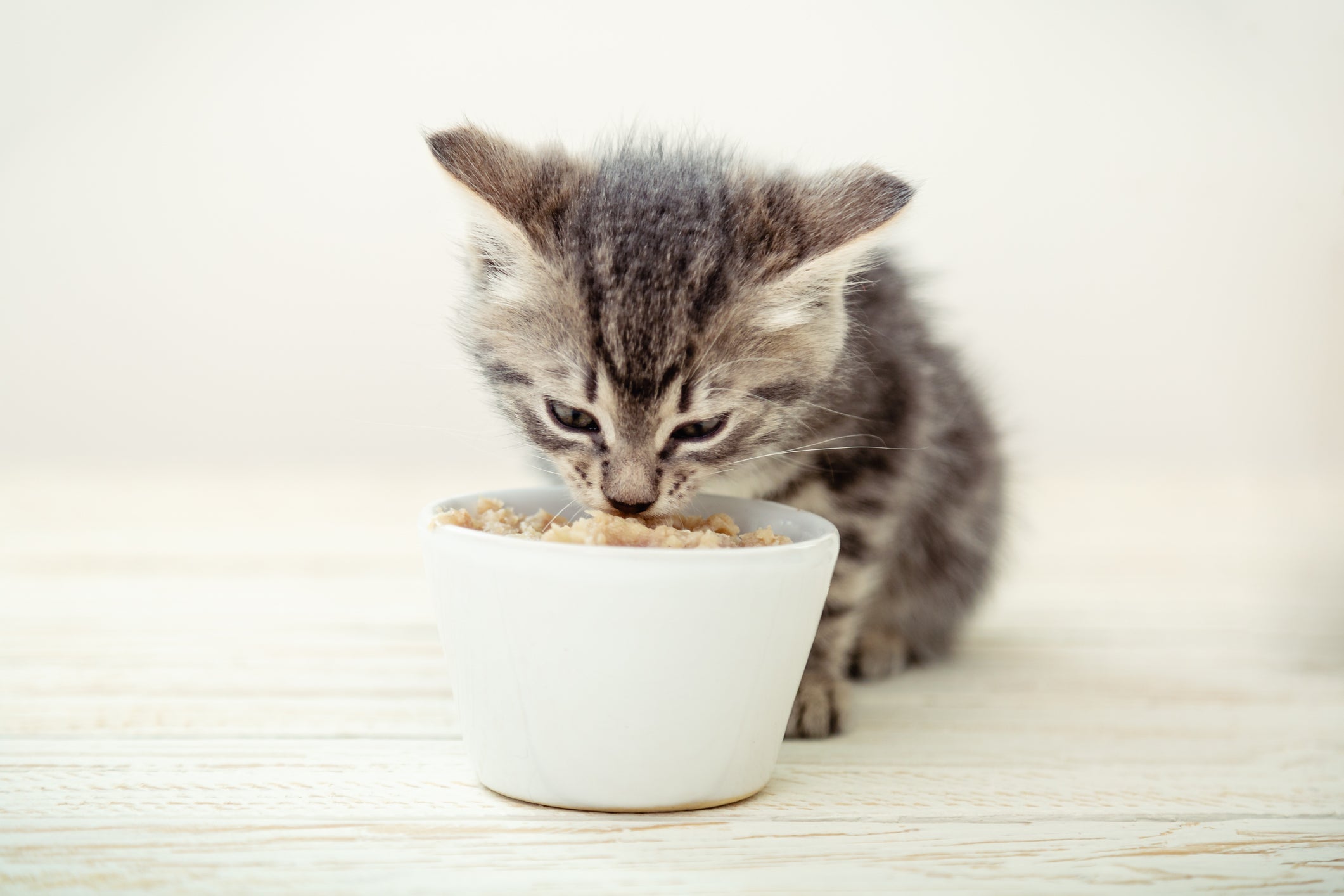 Ração: gato filhote deve ter a alimentação dividida e controlada pelo tutor